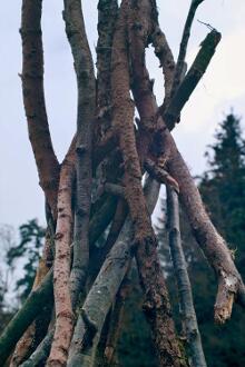 Sixteen Upside-Down Trees and Three Squares, landscape art by Martin Gut on Noseland, 2014