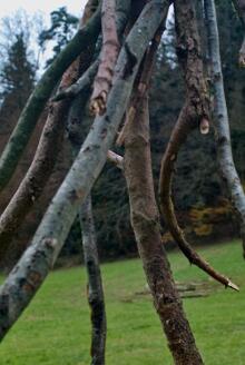 Sixteen Upside-Down Trees and Three Squares, landscape art by Martin Gut on Noseland, 2014