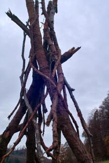 Sechzehn verkehrte Bäume und drei Vierecke, Landart von Martin Gut auf Noseland, 2014