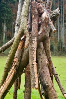 Sixteen Upside-Down Trees and Three Squares, landscape art by Martin Gut on Noseland, 2014