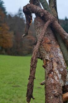 Sechzehn verkehrte Bäume und drei Vierecke, Landart von Martin Gut auf Noseland, 2014