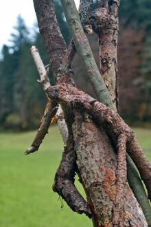 Sixteen Upside-Down Trees and Three Squares, landscape art by Martin Gut on Noseland, 2014