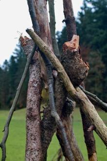 Sixteen Upside-Down Trees and Three Squares, landscape art by Martin Gut on Noseland, 2014