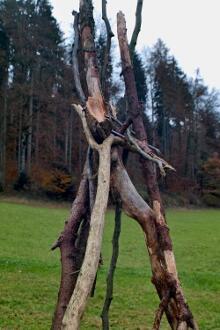 Sixteen Upside-Down Trees and Three Squares, landscape art by Martin Gut on Noseland, 2014