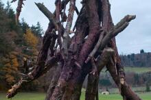 Sixteen Upside-Down Trees and Three Squares, landscape art by Martin Gut on Noseland, 2014