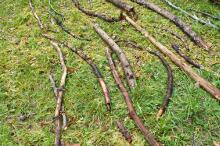 Sixteen Upside-Down Trees and Three Squares, landscape art by Martin Gut on Noseland, 2014