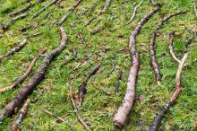 Sixteen Upside-Down Trees and Three Squares, landscape art by Martin Gut on Noseland, 2014