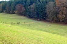 Sixteen Upside-Down Trees and Three Squares, landscape art by Martin Gut on Noseland, 2014