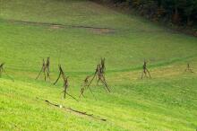Sechzehn verkehrte Bäume und drei Vierecke, Landart von Martin Gut auf Noseland, 2014