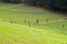 Sechzehn verkehrte Bäume und drei Vierecke, Landart von Martin Gut auf Noseland, 2014