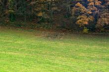 Sixteen Upside-Down Trees and Three Squares, landscape art by Martin Gut on Noseland, 2014