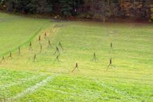 Sechzehn verkehrte Bäume und drei Vierecke, Landart von Martin Gut auf Noseland, 2014