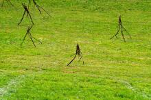 Sixteen Upside-Down Trees and Three Squares, landscape art by Martin Gut on Noseland, 2014