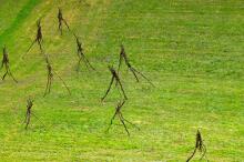 Sixteen Upside-Down Trees and Three Squares, landscape art by Martin Gut on Noseland, 2014