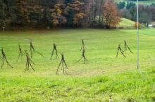 Sixteen Upside-Down Trees and Three Squares, landscape art by Martin Gut on Noseland, 2014