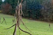 Sechzehn verkehrte Bäume und drei Vierecke, Landart von Martin Gut auf Noseland, 2014