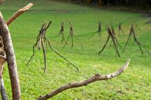 Sixteen Upside-Down Trees and Three Squares, landscape art by Martin Gut on Noseland, 2014