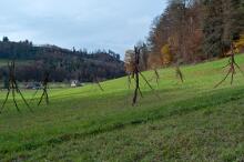 Sechzehn verkehrte Bäume und drei Vierecke, Landart von Martin Gut auf Noseland, 2014