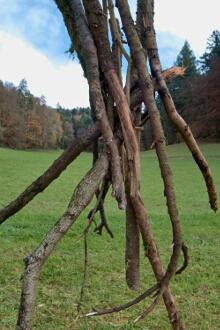 Sixteen Upside-Down Trees and Three Squares, landscape art by Martin Gut on Noseland, 2014