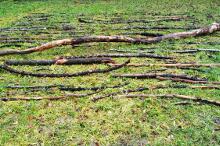 Sixteen Upside-Down Trees and Three Squares, landscape art by Martin Gut on Noseland, 2014