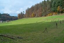 Sechzehn verkehrte Bäume und drei Vierecke, Landart von Martin Gut auf Noseland, 2014