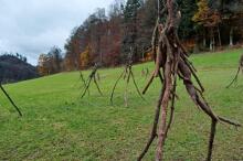 Sechzehn verkehrte Bäume und drei Vierecke, Landart von Martin Gut auf Noseland, 2014