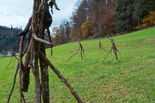 Sechzehn verkehrte Bäume und drei Vierecke, Landart von Martin Gut auf Noseland, 2014