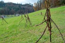 Sechzehn verkehrte Bäume und drei Vierecke, Landart von Martin Gut auf Noseland, 2014