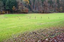 Sechzehn verkehrte Bäume und drei Vierecke, Landart von Martin Gut auf Noseland, 2014