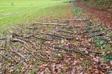 Sechzehn verkehrte Bäume und drei Vierecke, Landart von Martin Gut auf Noseland, 2014