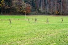 Sechzehn verkehrte Bäume und drei Vierecke, Landart von Martin Gut auf Noseland, 2014