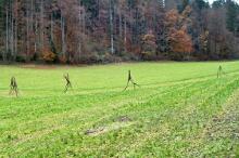 Sixteen Upside-Down Trees and Three Squares, landscape art by Martin Gut on Noseland, 2014