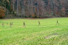 Sixteen Upside-Down Trees and Three Squares, landscape art by Martin Gut on Noseland, 2014