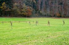 Sechzehn verkehrte Bäume und drei Vierecke, Landart von Martin Gut auf Noseland, 2014