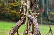 Sixteen Upside-Down Trees and Three Squares, landscape art by Martin Gut on Noseland, 2014