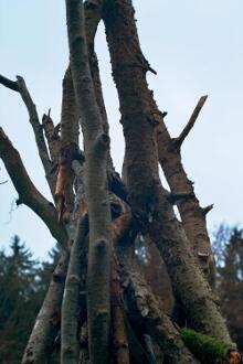 Sixteen Upside-Down Trees and Three Squares, landscape art by Martin Gut on Noseland, 2014