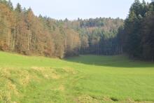 Sixteen Upside-Down Trees and Three Squares, landscape art by Martin Gut on Noseland, 2014