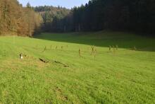 Sechzehn verkehrte Bäume und drei Vierecke, Landart von Martin Gut auf Noseland, 2014