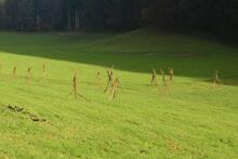 Sechzehn verkehrte Bäume und drei Vierecke, Landart von Martin Gut auf Noseland, 2014