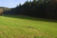 Sixteen Upside-Down Trees and Three Squares, landscape art by Martin Gut on Noseland, 2014