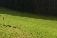 Sixteen Upside-Down Trees and Three Squares, landscape art by Martin Gut on Noseland, 2014