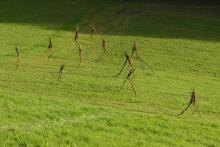 Sechzehn verkehrte Bäume und drei Vierecke, Landart von Martin Gut auf Noseland, 2014