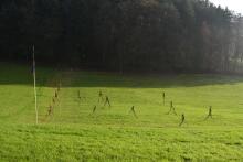 Sechzehn verkehrte Bäume und drei Vierecke, Landart von Martin Gut auf Noseland, 2014