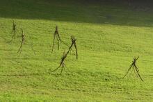 Sechzehn verkehrte Bäume und drei Vierecke, Landart von Martin Gut auf Noseland, 2014