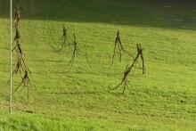 Sixteen Upside-Down Trees and Three Squares, landscape art by Martin Gut on Noseland, 2014