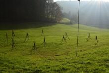 Sechzehn verkehrte Bäume und drei Vierecke, Landart von Martin Gut auf Noseland, 2014