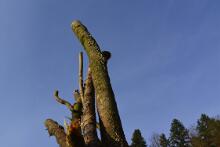 Sixteen Upside-Down Trees and Three Squares, landscape art by Martin Gut on Noseland, 2014