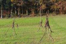 Sixteen Upside-Down Trees and Three Squares, landscape art by Martin Gut on Noseland, 2014