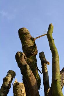 Sixteen Upside-Down Trees and Three Squares, landscape art by Martin Gut on Noseland, 2014