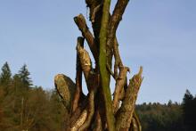 Sixteen Upside-Down Trees and Three Squares, landscape art by Martin Gut on Noseland, 2014